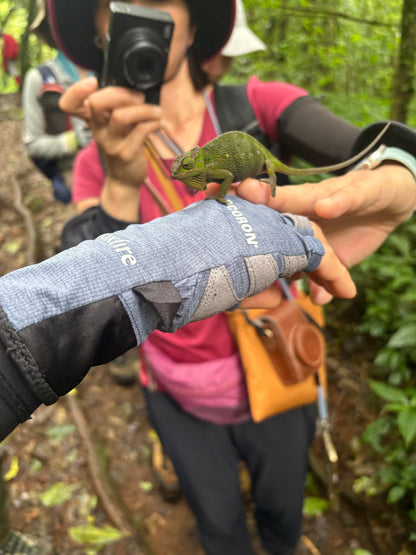 Kilimanjaro Marangu Route - chameleon guide