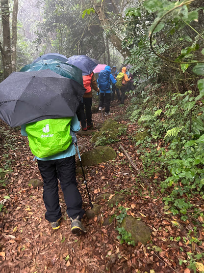 Kilimanjaro Marangu Route - rainforest trail