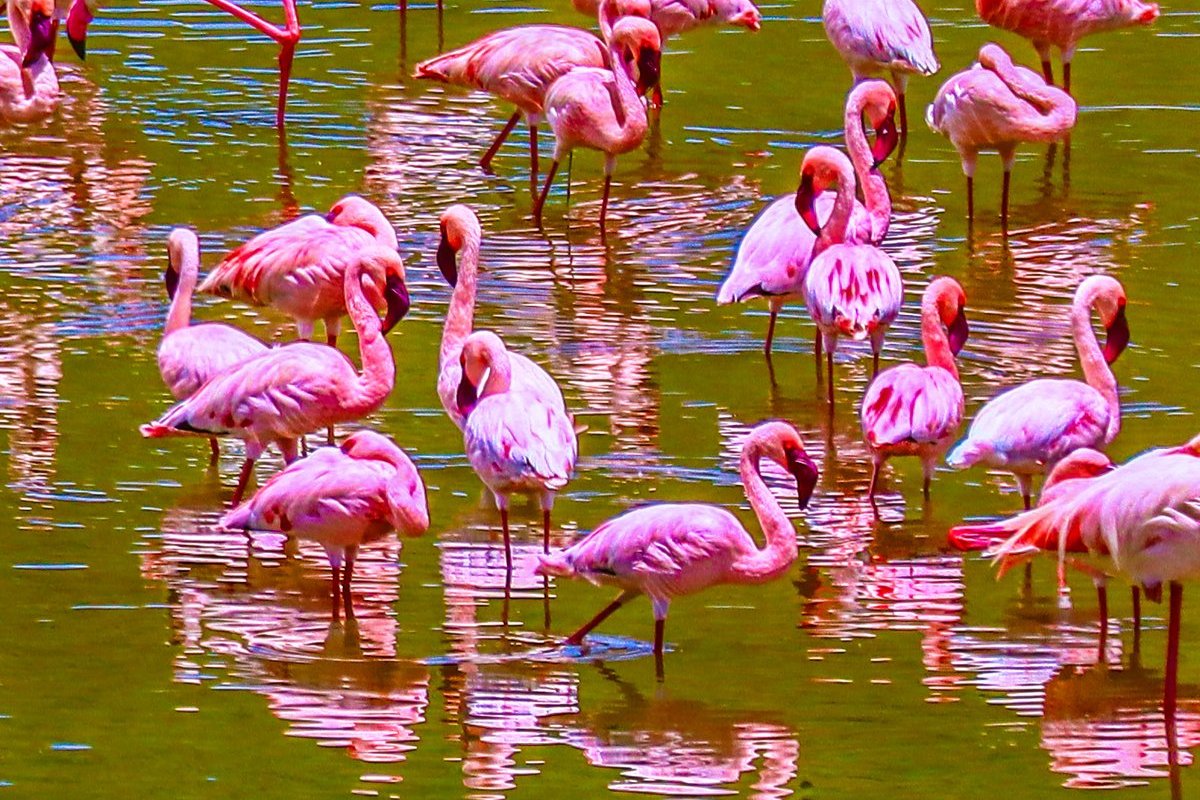フラミンゴ — アルーシャ国立公園の湖