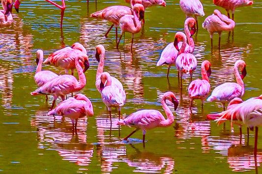 フラミンゴ — アルーシャ国立公園の湖