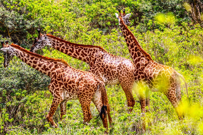 Kilimanjaro Machame Route + Arusha National Park Safari | Climb High, Roam Wild